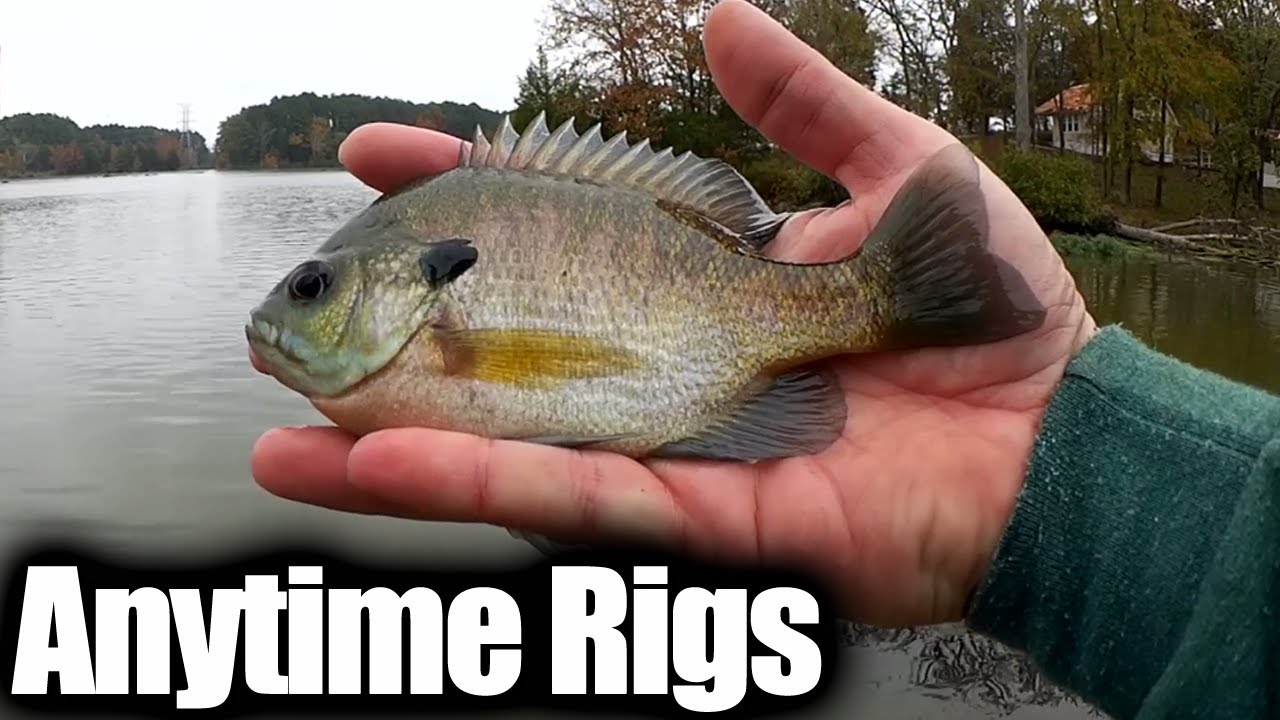 Best Bank Fishing Trout Rigs for Beginners & Experts