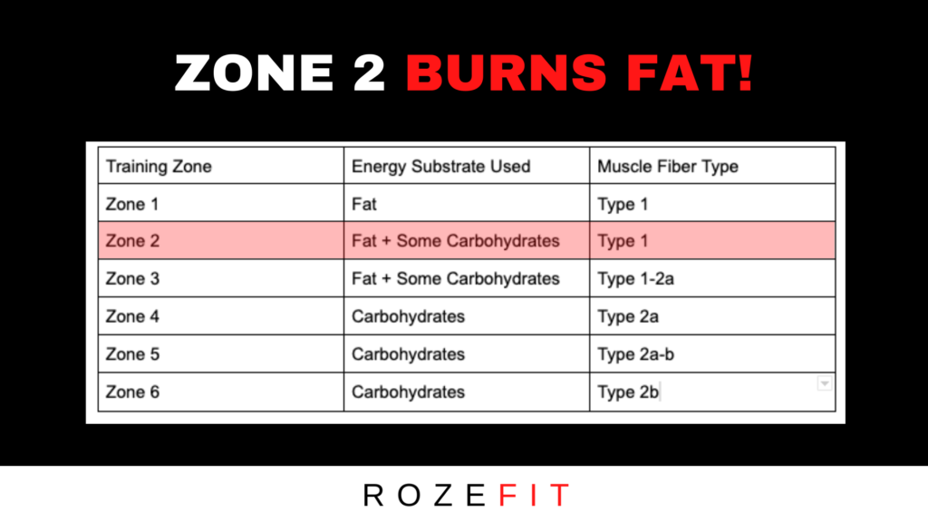 Does Zone 2 Cardio Really Burn Fat Efficiently?