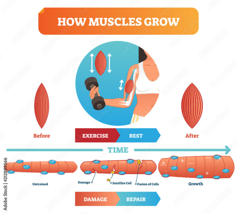 What Happens to Your Muscles When You Workout?