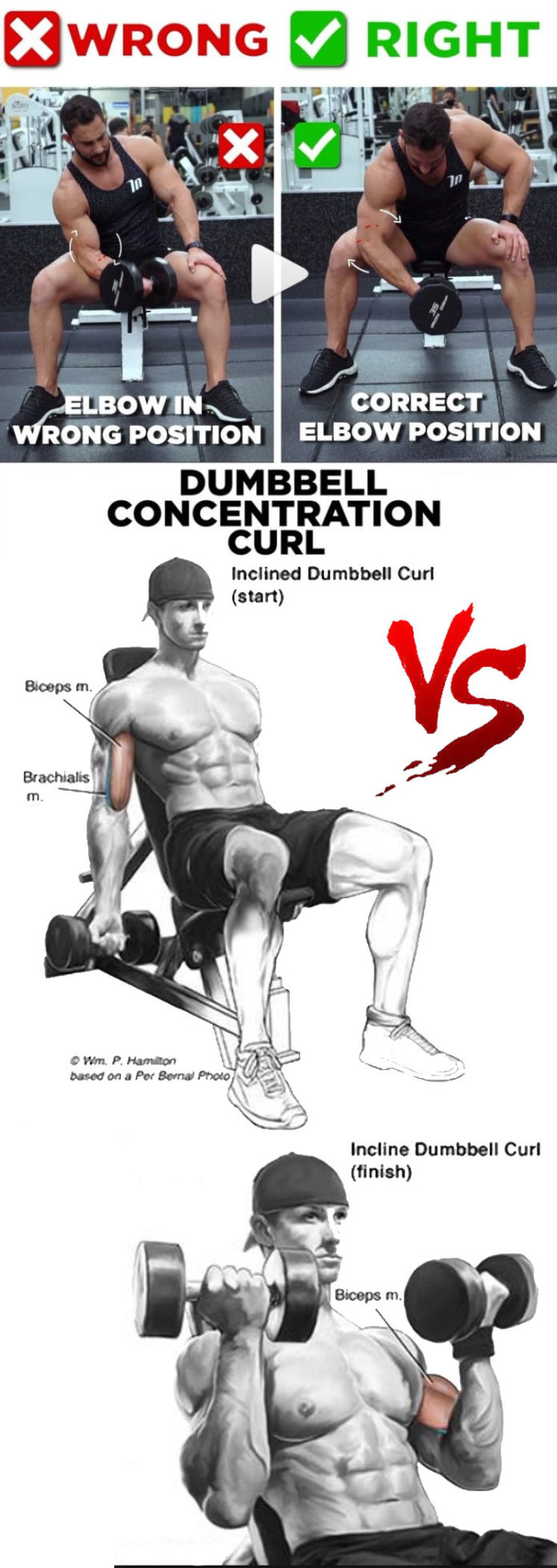 What to Workout with Biceps – Perfect Split