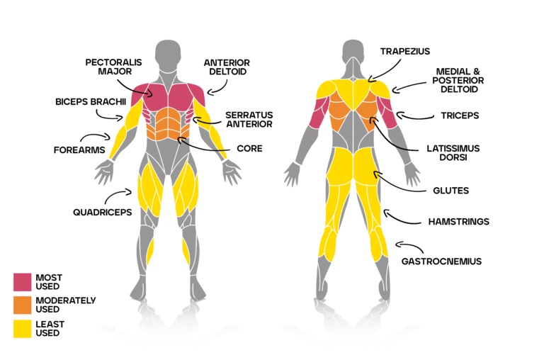 What Muscles Do Burpees Bench Press & Rowing Really Work?