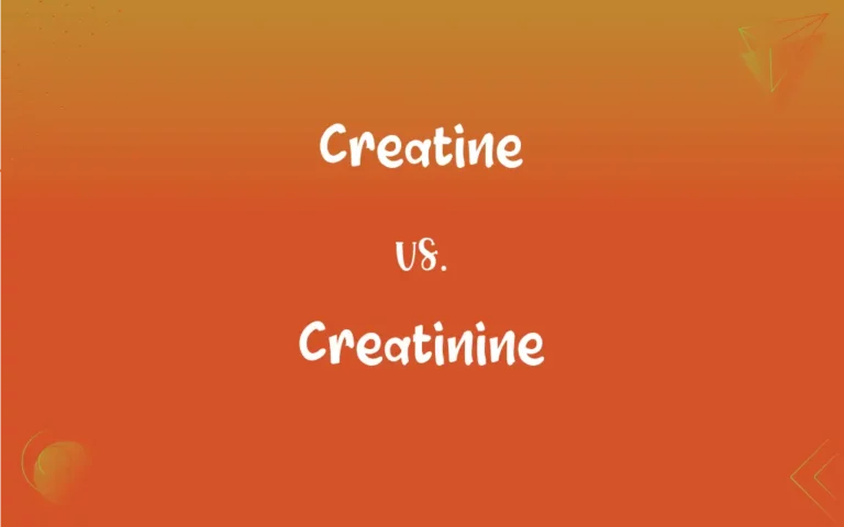Pre-Workout vs Creatine: What’s the Real Difference?