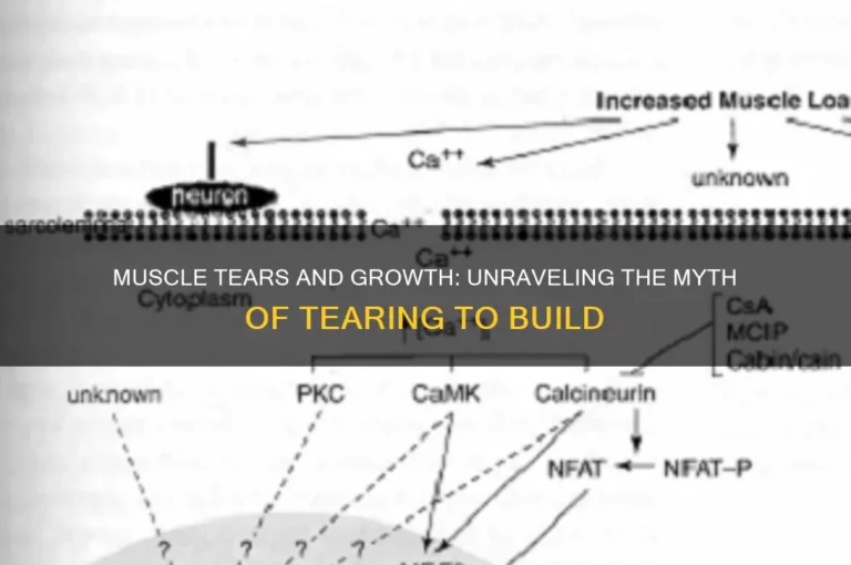 Do Muscles Really Tear During Workouts? (Science Explained)