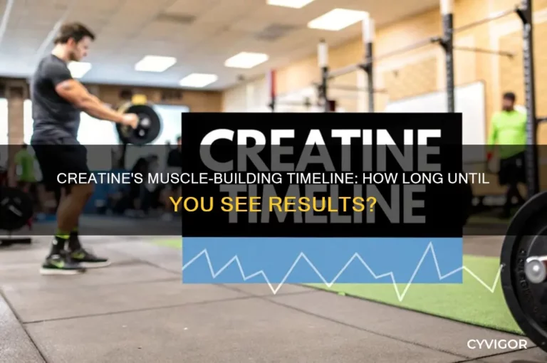 How Long Does Creatine Last During Workout?