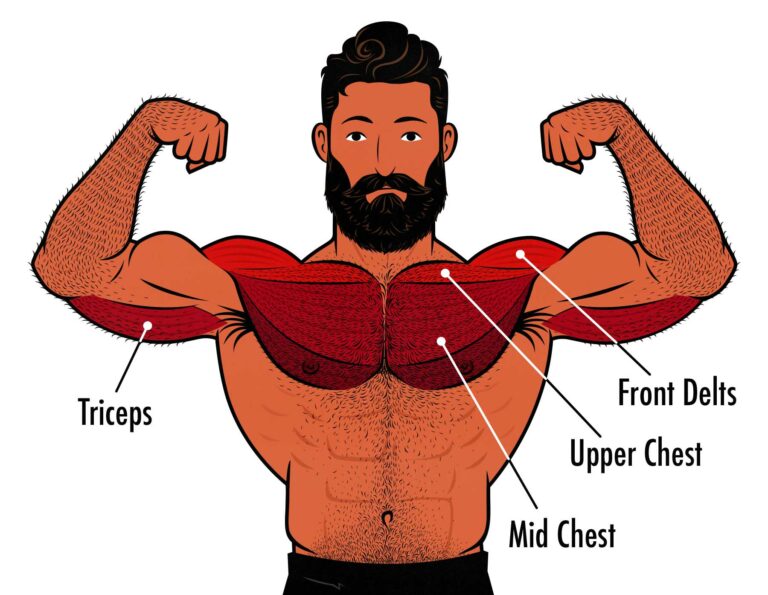 What Muscles Do Bench Press Squats & Deadlifts Work?